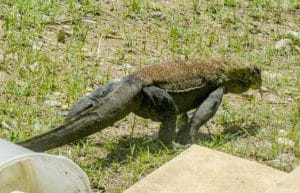 Indonesia - Komodo Dragon Conservation9