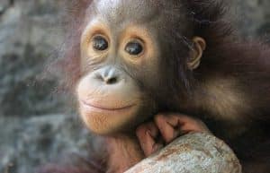 Indonesia - Orangutan and Wildlife Rescue Center2