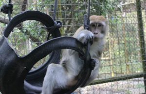 Indonesia - Orangutan and Wildlife Rescue Center21