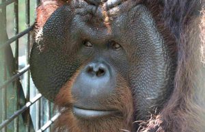 Indonesia - Orangutan and Wildlife Rescue Center23
