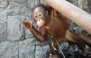 Indonesia - Orangutan and Wildlife Rescue Center25