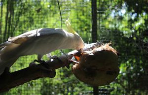 Indonesia - Orangutan and Wildlife Rescue Center29