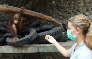 Indonesia - Orangutan and Wildlife Rescue Center3