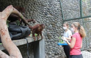 Indonesia - Orangutan and Wildlife Rescue Center33