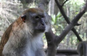Indonesia - Orangutan and Wildlife Rescue Center35