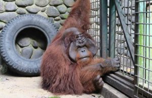 Indonesia - Orangutan and Wildlife Rescue Center39