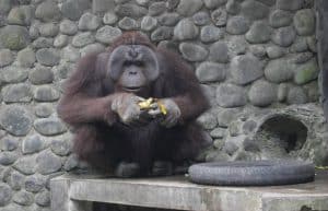 Indonesia - Orangutan and Wildlife Rescue Center40
