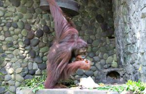 Indonesia - Orangutan and Wildlife Rescue Center42