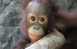 Indonesia - Orangutan and Wildlife Rescue Center5