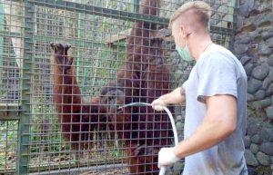 Indonesia - Orangutan and Wildlife Rescue Center6