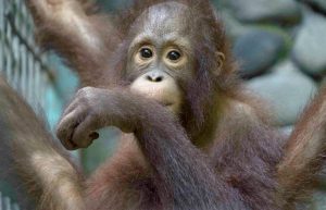 Indonesia - Orangutan and Wildlife Rescue Center7