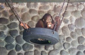 Indonesia - Orangutan and Wildlife Rescue Center8
