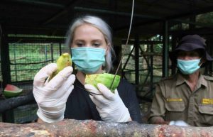 Indonesia - Orangutan and Wildlife Rescue Center9
