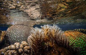 Israel - Coral Reef Conservation13