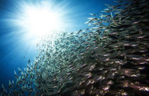 Israel - Coral Reef Conservation16