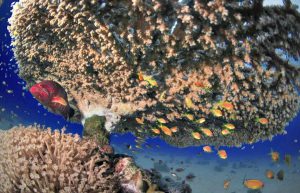 Israel - Coral Reef Conservation17