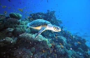 Israel - Coral Reef Conservation5