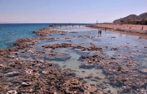 Israel - Coral Reef Conservation7