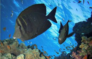 Israel - Coral Reef Conservation8