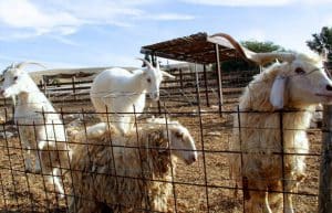 Israel - Desert Alpaca Farm1
