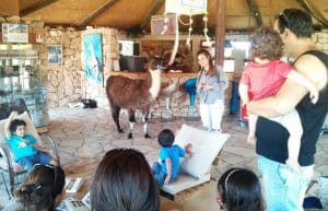 Israel - Desert Alpaca Farm12