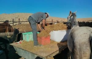 Israel - Desert Alpaca Farm13