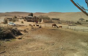 Israel - Desert Alpaca Farm14