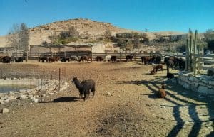 Israel - Desert Alpaca Farm15