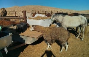 Israel - Desert Alpaca Farm19