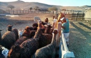 Israel - Desert Alpaca Farm2