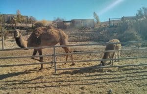 Israel - Desert Alpaca Farm21