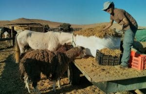 Israel - Desert Alpaca Farm22