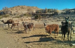 Israel - Desert Alpaca Farm23