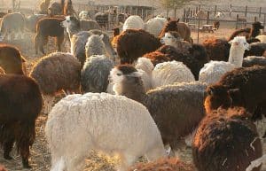 Israel - Desert Alpaca Farm6