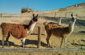 Israel - Desert Alpaca Farm7