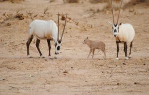 Israel - Desert Wildlife Program14