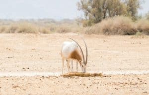 Israel - Desert Wildlife Program28