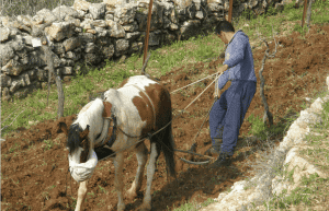 Israel - Sataf Ancient Agriculture14