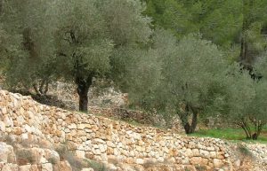Israel - Sataf Ancient Agriculture15