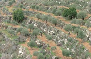 Israel - Sataf Ancient Agriculture17