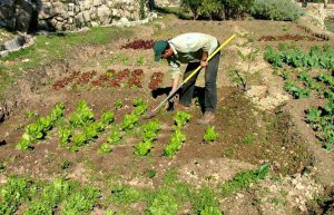 Israel - Sataf Ancient Agriculture2