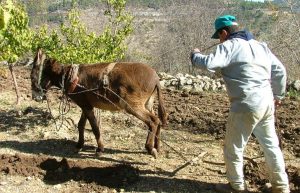 Israel - Sataf Ancient Agriculture21