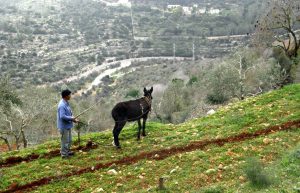 Israel - Sataf Ancient Agriculture6