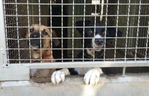 Israel - Tel Aviv Animal Shelter16