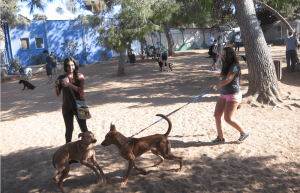 Israel - Tel Aviv Animal Shelter18