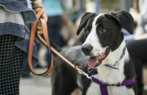 Israel - Tel Aviv Animal Shelter22