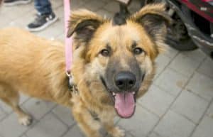 Israel - Tel Aviv Animal Shelter6