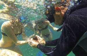 Italy - Dolphin and Marine Life Conservation in Sardinia13