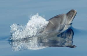 Italy - Dolphin and Marine Life Conservation in Sardinia17