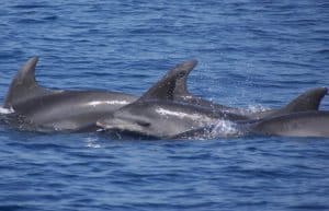 Italy - Dolphin and Marine Life Conservation in Sardinia19